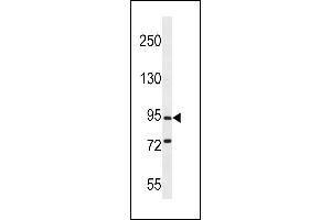 PCDHGC5 antibody  (AA 499-526)