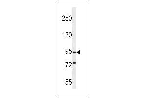 PCDHGC5 Antibody (Center) (ABIN656266 and ABIN2845579) western blot analysis in mouse brain tissue lysates (35 μg/lane). (PCDHGC5 antibody  (AA 499-526))