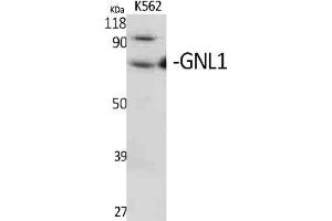 Western Blot analysis of various cells using GNL1 Polyclonal Antibody. (GNL1 antibody  (AA 30-110))