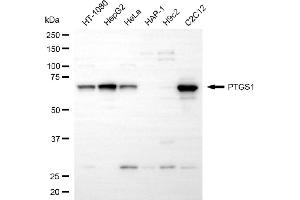 Western blotting analysis using PTGS1 antibody (ABIN7799938).