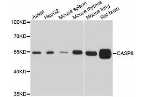 Western blot analysis of extracts of various cell lines, using Casp8 antibody (ABIN5997368) at 1/1000 dilution. (Caspase 8 antibody)