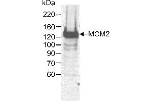 Western Blotting (WB) image for anti-Minichromosome Maintenance Complex Component 2 (MCM2) (AA 1-50) antibody (ABIN7449234)