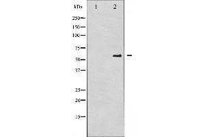 CDC25A antibody  (pSer75)