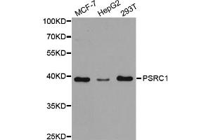 Western blot analysis of extracts of various cell lines, using PSRC1 antibody (ABIN5973194) at 1/1000 dilution. (PSRC1 antibody)