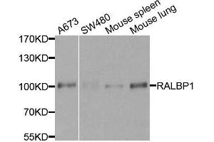Western blot analysis of extracts of various cell lines, using RALBP1 antibody. (RALBP1 antibody  (AA 396-655))