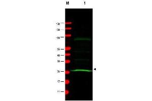 Western blot using  Mab anti-MAD2L1 antibody shows detection of a band at ~24 kDa (arrowhead) corresponding to MAD2L1 present in a HeLa whole cell lysate (lane 1). (MAD2L1 antibody)