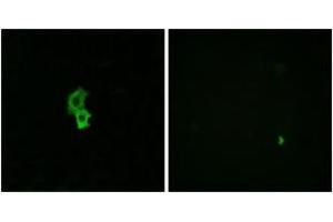 Immunofluorescence analysis of HepG2 cells, using EDG6 Antibody. (S1PR4 antibody  (AA 326-375))