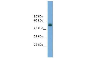 CCDC76 antibody used at 1 ug/ml to detect target protein. (CCDC76 antibody  (N-Term))