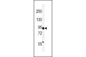 Western blot analysis of HIF1Alpha Antibody (C-term) (ABIN392176 and ABIN2841888) in MDA-M cell line lysates (35 μg/lane). (HIF1A antibody  (C-Term))