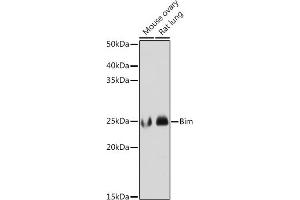 Western blot analysis of extracts of various cell lines, using Bim antibody (ABIN7265862) at 1:1000 dilution. (BIM antibody)