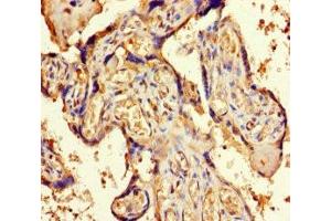Immunohistochemistry of paraffin-embedded human placenta tissue using ABIN7162269 at dilution of 1:100 (ORC4 antibody  (AA 1-436))