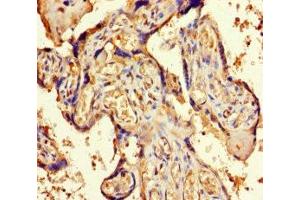 Immunohistochemistry of paraffin-embedded human placenta tissue using ABIN7162269 at dilution of 1:100