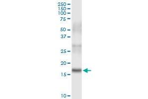 Immunoprecipitation (IP) image for anti-HRAS-Like Suppressor 3 (PLA2G16) (AA 1-162) antibody (ABIN524566)