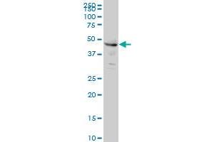 CPSF6 monoclonal antibody (M10), clone 3F11 Western Blot analysis of CPSF6 expression in HeLa . (CPSF6 antibody  (AA 37-136))