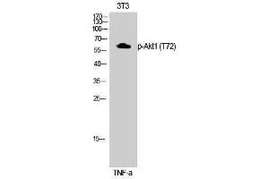 Western Blotting (WB) image for anti-V-Akt Murine Thymoma Viral Oncogene Homolog 1 (AKT1) (pThr72) antibody (ABIN3182569) (AKT1 antibody  (pThr72))