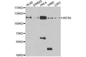 Western blot analysis of extracts of various cell lines, using INTS6 antibody. (INTS6 antibody  (AA 1-280))