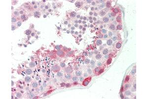 Anti-BAG6 / G3 / Scythe antibody IHC staining of human testis. (BAT3 antibody  (AA 943-992))