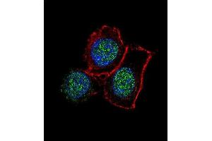 Confocal immunofluorescent analysis of JMJD3 Antibody (N-term) (ABIN387862 and ABIN2844039) with Hela cell followed by Alexa Fluor 488-conjugated goat anti-rabbit lgG (green). (Kdm6b antibody  (N-Term))