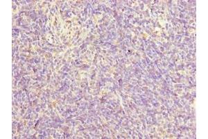 Immunohistochemistry of paraffin-embedded human thymus tissue using ABIN7165378 at dilution of 1:100 (FAM124A antibody  (AA 1-300))