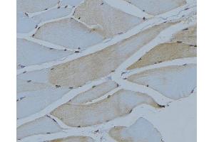 ABIN6275045 at 1/100 staining Mouse muscle tissue by IHC-P. (ATG4C antibody  (N-Term))