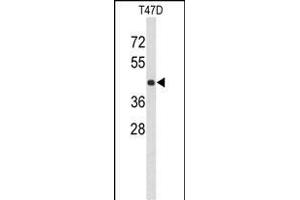 Western blot analysis of KCTD12 Antibody (Center) (ABIN653221 and ABIN2842756) in T47D cell line lysates (35 μg/lane).