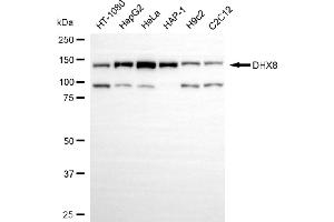 Western blotting analysis using DHX8 antibody (ABIN7798294).