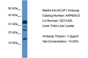 Western Blotting (WB) image for anti-Elongation Factor 1 Homolog (ELOF1) (Middle Region) antibody (ABIN786165) (ELOF1 antibody  (Middle Region))