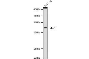 Western blot analysis of extracts of Rat lung, using IL1A antibody (ABIN6129280, ABIN6142331, ABIN6142332 and ABIN6217051) at 1:1000 dilution. (IL1A antibody  (AA 112-271))