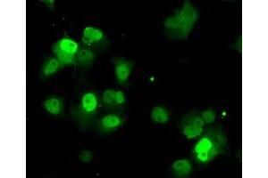 Immunofluorescence (IF) image for anti-Protein Phosphatase Methylesterase 1 (PPME1) antibody (ABIN1500297)