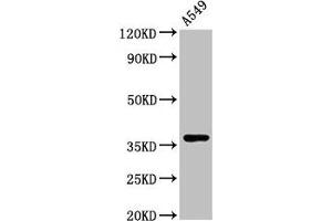 Western Blot Positive WB detected in: A549 whole cell lysate All lanes: ZNF488 antibody at 3. (ZNF488 antibody  (AA 1-200))
