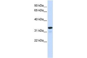 NFKBIA antibody (70R-10522) used at 0. (NFKBIA antibody  (Middle Region))