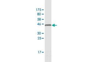 Western Blot detection against Immunogen (42 KDa) . (GSKIP antibody  (AA 1-139))