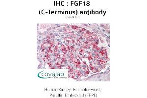 Image no. 1 for anti-Fibroblast Growth Factor 18 (FGF18) antibody (ABIN1734339) (FGF18 antibody)
