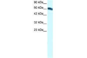 WB Suggested Anti-FOXC2 Antibody Titration:  1. (FOXC2 antibody  (Middle Region))