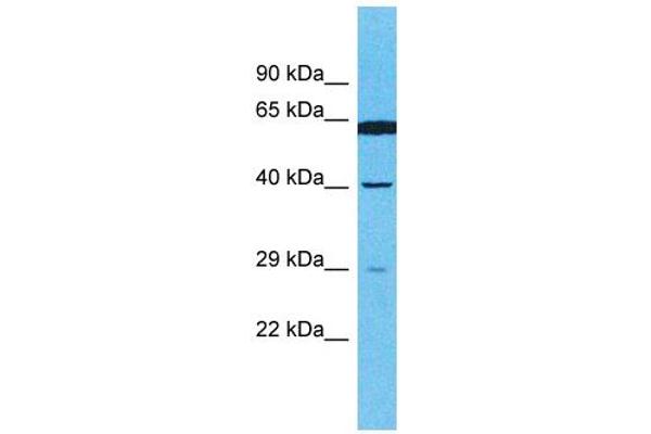 OR4E2 antibody  (C-Term)
