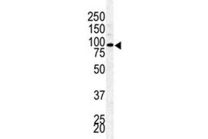 Western blot analysis of BAP1 antibody and mouse testis lysate (BAP1 antibody  (AA 36-66))