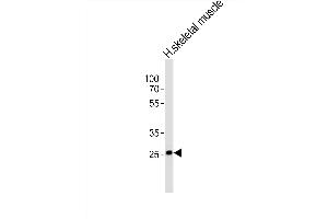 Western blot analysis of lysate from human skeletal muscle tissue lysate, using OLIG3 Antibody (Center) (ABIN6242510 and ABIN6577732). (OLIG3 antibody  (AA 161-196))
