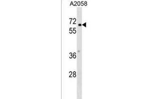 PYRD2 Antibody (N-term) (ABIN1539424 and ABIN2849673) western blot analysis in  cell line lysates (35 μg/lane). (PYROXD2 antibody  (N-Term))