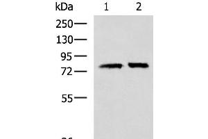 Western blot analysis of 293T cell lysates using PADI4 Polyclonal Antibody at dilution of 1:400 (PAD4 antibody)