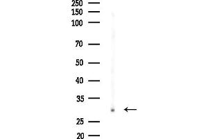 anti-SPC25, NDC80 Kinetochore Complex Component, Homolog (SPC25) (N-Term) antibody