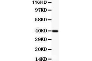 Anti-IKK alpha Picoband antibody,  All lanes: Anti IKKA  at 0.