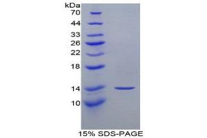 SDS-PAGE (SDS) image for Microfibrillar Associated Protein 5 (MFAP5) (AA 25-152) protein (His tag) (ABIN2125864)