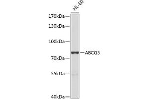 Western blot analysis of extracts of HL-60 cells, using  antibody (ABIN6134210, ABIN6136382, ABIN6136383 and ABIN6224696) at 1:1000 dilution. (ABCG5 antibody  (AA 350-450))