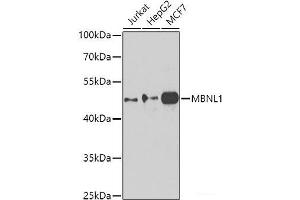Western blot analysis of extracts of various cell lines using MBNL1 Polyclonal Antibody at dilution of 1:1000. (MBNL1 antibody)