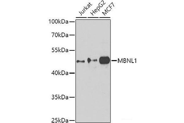 MBNL1 抗体