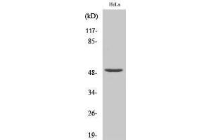 Western Blotting (WB) image for anti-Nuclear Transcription Factor Y, gamma (NFYC) (N-Term) antibody (ABIN3176317) (NFYC antibody  (N-Term))