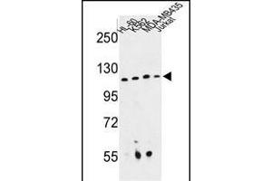 Western blot analysis of RPGRIP1 Antibody (Center) (ABIN652816 and ABIN2842532) in HL-60, K562, MDA-M, Jurkat cell line lysates (35 μg/lane). (RPGRIP1 antibody  (AA 530-557))