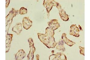 Immunohistochemistry of paraffin-embedded human placenta tissue using ABIN7142924 at dilution of 1:100 (ABI3 antibody  (AA 1-366))