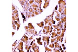 Immunohistochemistry (IHC) image for anti-Glutathione Peroxidase 1 (GPX1) (AA 116-146), (Middle Region) antibody (ABIN3043834)
