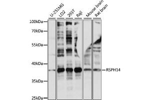 Western blot analysis of extracts of various cell lines, using RSPH14 antibody (ABIN7269961) at 1:1000 dilution. (RTDR1 antibody  (AA 1-348))